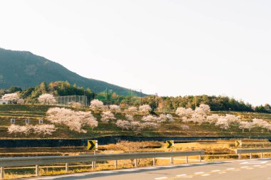 Shikoku Adası, Japonya 'da kiraz çiçekleri. Yüksek kalite fotoğraf