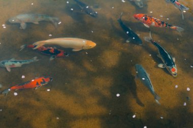 Japon koi balığı ya da Fancy Carp siyah gölet balık havuzunda yüzüyor. Yüksek kalite fotoğraf