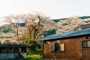 Shikoku Adası, Japonya 'da kiraz çiçekleri. Yüksek kalite fotoğraf