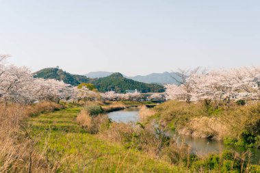 Shikoku Adası, Japonya 'da kiraz çiçekleri. Yüksek kalite fotoğraf