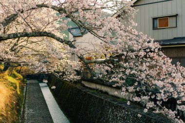 Kochi, Japonya. Shimanto şehrinde 8 Ağustos 2025 kırsal bölge. Yüksek kalite fotoğraf