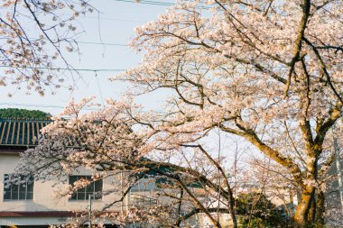 Shikoku Adası, Japonya 'da kiraz çiçekleri. Yüksek kalite fotoğraf