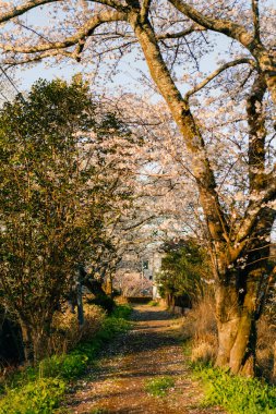 Shikoku Adası, Japonya 'da kiraz çiçekleri. Yüksek kalite fotoğraf