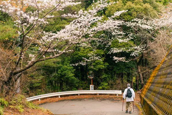 Shikoku Adası, Japonya 'da kiraz çiçekleri. Yüksek kalite fotoğraf