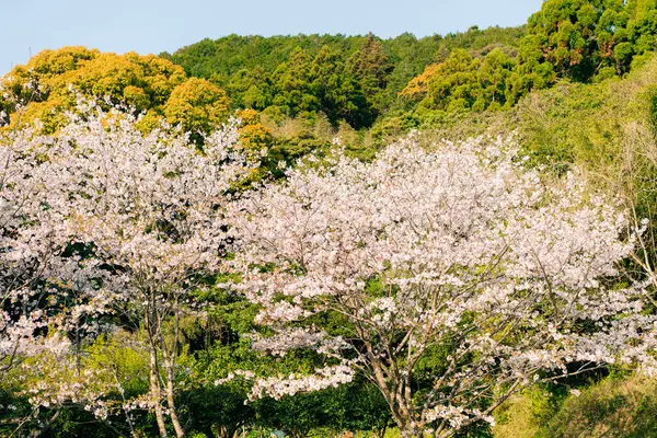 Shikoku Adası, Japonya 'da kiraz çiçekleri. Yüksek kalite fotoğraf