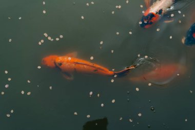 Su birikintisinde yüzen balık ya da koi balığı. Yüksek kalite fotoğraf