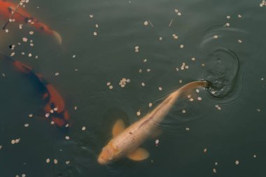 Su birikintisinde yüzen balık ya da koi balığı. Yüksek kalite fotoğraf