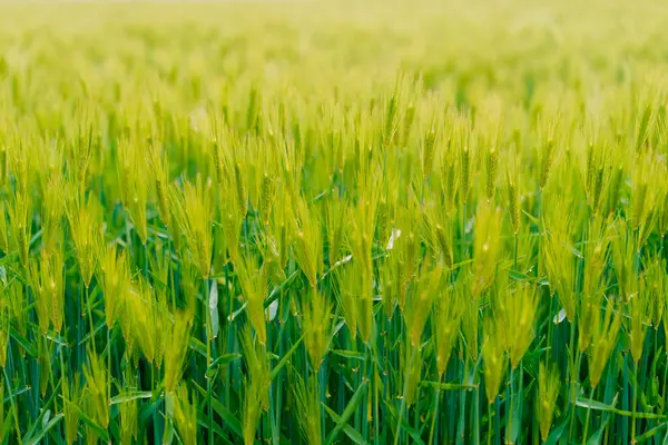 Baharda yeşil buğday tarlası manzarası. Yüksek kalite fotoğraf