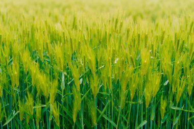 Baharda yeşil buğday tarlası manzarası. Yüksek kalite fotoğraf