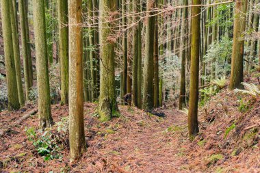 Batı Kırmızı Sedir, Japonya 'da Thuja plicata kabuğu. Yüksek kalite fotoğraf