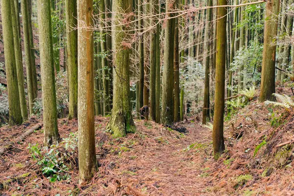 Batı Kırmızı Sedir, Japonya 'da Thuja plicata kabuğu. Yüksek kalite fotoğraf