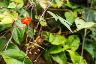 Kerala 'daki bitkisindeki kırmızı yabani kolorado çiçeğinin bazı kısımları odaklı.