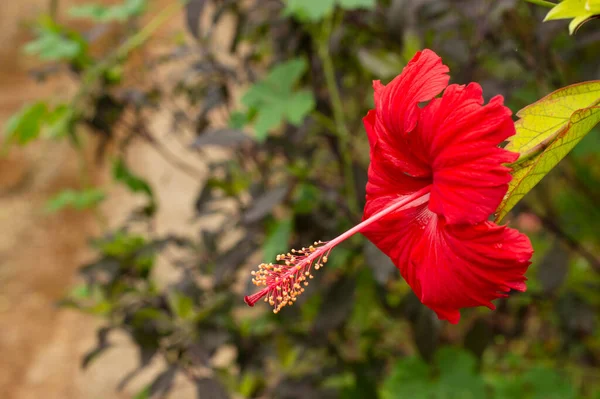Hibiscus is an annual and perenniel herbaceous plants which is high in antioxidants. Here is a hibiscus flower in its plant in focus.