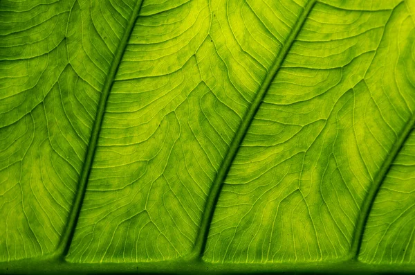 Zelené Stínované Listy Žíly Tvoří Krásné Textury Vzor Pozadí Ohnisku — Stock fotografie