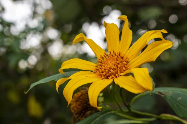 Yellow Big Wild Sunflower Its Plant Focus — Stock Photo, Image