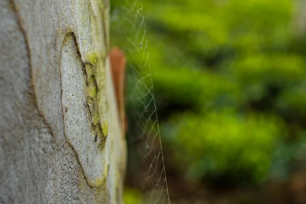 Nebliger Morgen Mit Sichtbaren Tautropfen Auf Dem Spinnennetz Mit Einigen — Stockfoto