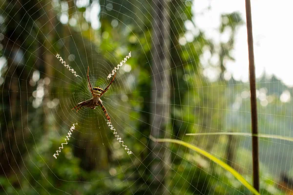 거미는 단백질로 섬유인 명주실로 거미줄을 만든다 거미줄에 거미가 초점을 맞추고 — 스톡 사진