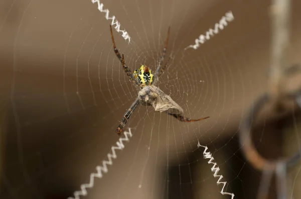 クモはタンパク質でできた天然繊維であるシルクから網を作る クモが巣の中で昆虫を捕らえて — ストック写真