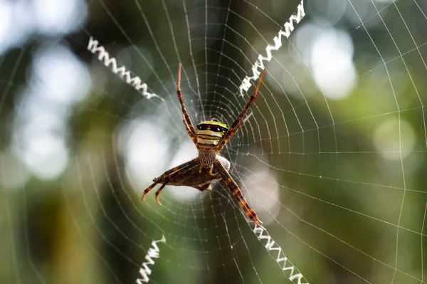 거미는 단백질로 섬유인 명주실로 거미줄을 만든다 거미줄에 거미가 초점을 맞추고 — 스톡 사진