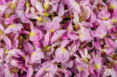 Dikenli kızılderili kır çiçekleri güzel bir doku deseni oluşturuyorlar..