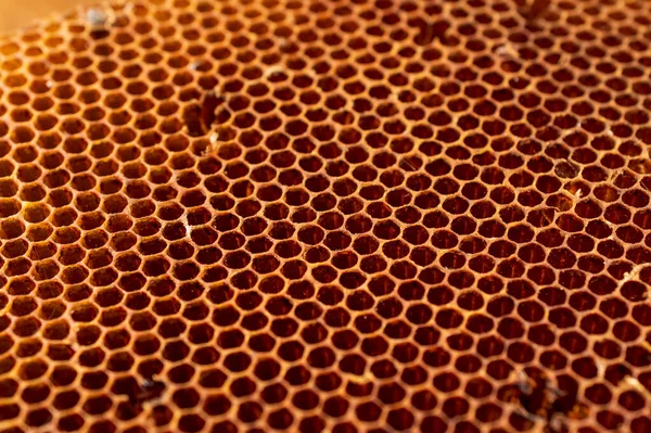 Honey Comb 꿀벌들이 그들의 둥지에 화분을 저장하기 육각형의 프리즘 세포이다 — 스톡 사진