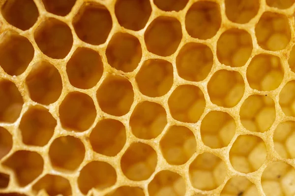 蜂の巣の中にミツバチが巣を作り 幼虫やハチミツや花粉を貯蔵するために作った六角形のプリズムワックス細胞の塊です 蜂蜜とその櫛は食用となります 美しいテクスチャパターンの背景を形成するハニカムです — ストック写真