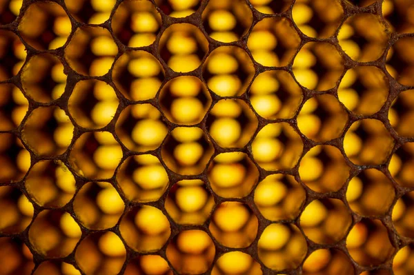 蜂窝中的蜂窝是由蜜蜂在蜂窝中建造的大量的六角形原始蜡细胞 用来储存蜂窝中的幼虫以及蜂蜜和花粉 蜂蜜和它的梳子是可以吃的 这里有一个蜂蜜梳子 形成一个美丽的纹理图案背景 — 图库照片