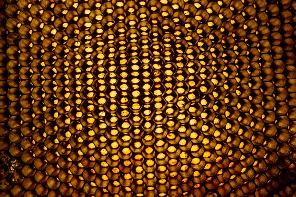 Grzebień Miodowy Masa Sześciokątnych Pryzmatycznych Komórek Woskowych Zbudowanych Przez Pszczoły — Zdjęcie stockowe