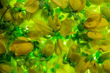 Cassia fistül çiçeği Kerala (Hindistan) Vishu festivalinde büyük önem taşır. Konnappoo 'yu vishu' da görünce yıl boyunca şans getirdiğine inanılıyor. Burada Cassia fistül çiçeklerinin mikroskobik görüntüsü, kanikonna arka plan oluşturuyor..