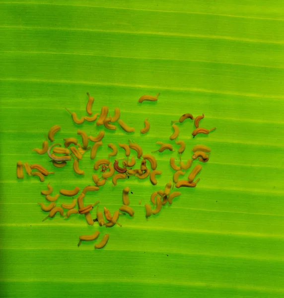 Semillas Amarillas Pequeñas Silvestres Sobre Hoja Plátano Formando Hermoso Fondo —  Fotos de Stock