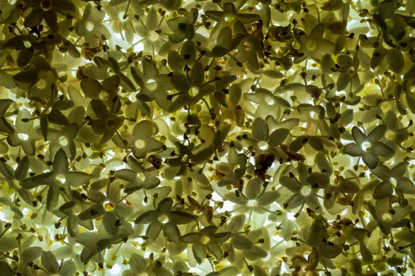 Mikroskopijny Widok Małych Białych Żółtych Kolorowych Dzikich Kwiatów Tworzących Piękny — Zdjęcie stockowe