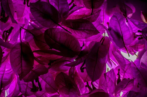 Bougainvillea, sarmaşıkların, çalıların ve ağaçların dikenli bir cinsidir. Bougainvillea daha yüksek bir yere dikilmeli. Begonvil çiçeklerinin mikroskobik görünümü bir doku deseni oluşturur..