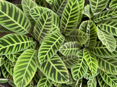 Calathea bitkileri kapalı alanlarda bakılması kolay oldukları için popülerdir ve harika görünürler, kapalı alanları canlandırmak için parlak yeşil bitkiler sunarlar. Doğal hava temizleyicilerdir, sessizce toksinleri temizler ve kapalı hava kalitesini arttırırlar..