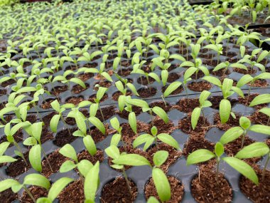Ağaç fidanları bir filizden daha olgundur ama henüz tohum üretemez. Tohumdan üretilebilir, bitkisel olarak kesim yoluyla..