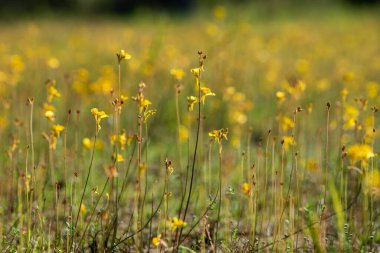Sarı çiçekler güzel çiçek açıyor..