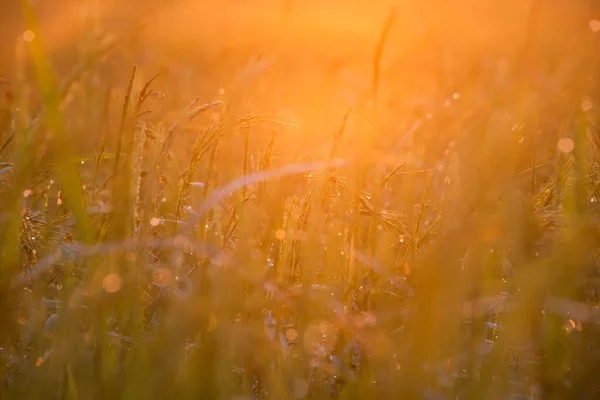 Роса Прекрасно Цепляется Рисовые Листья Утрам — стоковое фото
