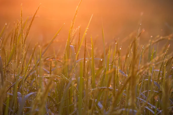 Сонце Красиво Світить Рисових Полях — стокове фото