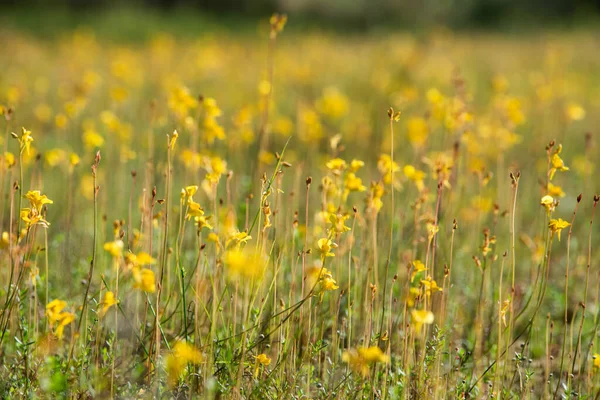 Çimen çiçekleri geri geliyor..