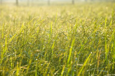 Yasemin pirincinin sapları olgunlaşmak ve tarlaları doğal güzelliklerle doldurmak üzere..