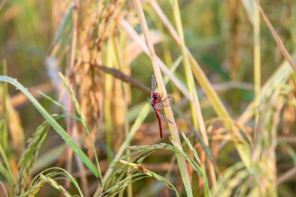 Schöne Rote Libelle Morgen Auf Dem Reisfeld — Stockfoto