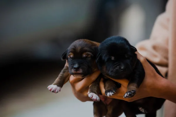 Newborn puppies are about to be born into the world in a cute way.