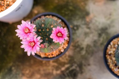 Pembe kaktüs bitkisi doğal olarak bir tencerede güzeldir..