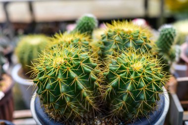 Şahin pençeli kaktüs doğal olarak tencerede güzeldir..