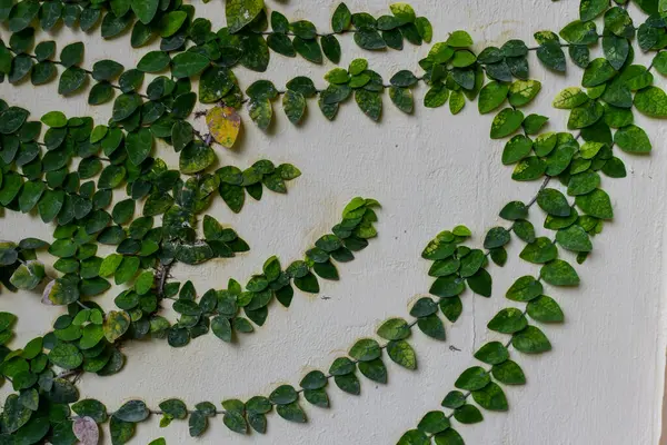 Tırmanan bitkiler bahçenin kenarında doğal olarak büyür..