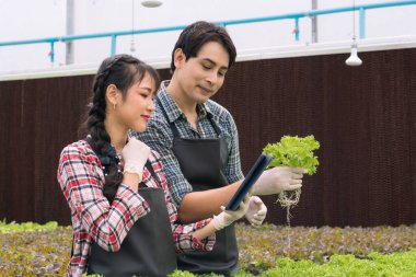 Bahçıvan bahçede marul topluyor. Bahçede çalışan çiftçi takımı. Dijital hidrofonik teknolojiyi kullanan kadın ve erkek.