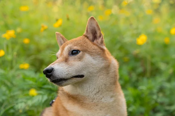 日本の犬 芝犬は色とりどりの花を咲かせます 色とりどりの草原の中の犬 — ストック写真