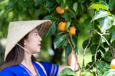 Tepe kabilesi insanları hurma topluyor. Hurma ağaçları bir fidanlıkta olgunlaşmıştır.