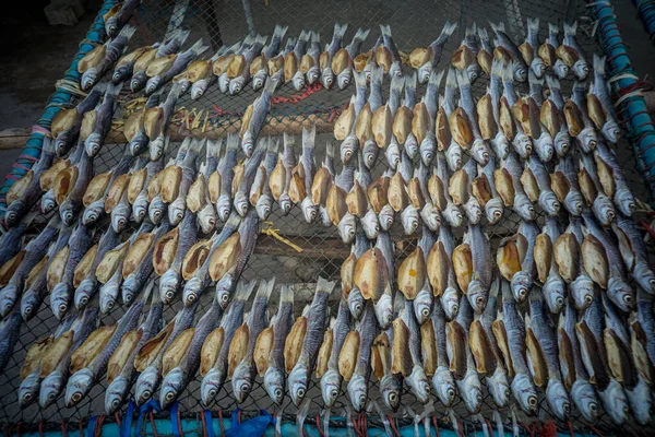 Voedselachtergrond Gedroogde Mul Gedroogde Zoute Mulletvissen Groep Met Zonlicht Vis — Stockfoto