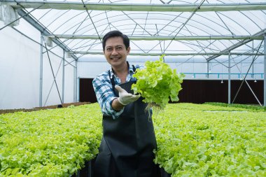 Taze yeşil sebze hasadı. Serada taze sebze toplayan erkek..