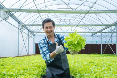 Tarım sektörü kavramı. Serada çalışan yaşlı bahçıvan adam. Asyalı erkek çiftçi hidroçiftlikte baş parmağını gösterdi.